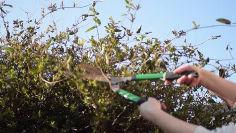 cutting the hedges with hand shears