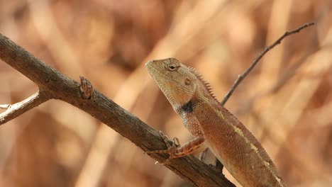 lizard relaxing on stick