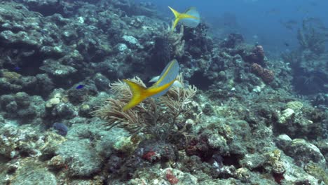 2-Yellowtail-snappers-swimming-together-close-to-the-reef-looking-for-food