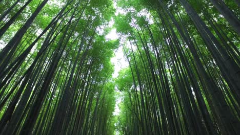 Bosque-De-Bambú-En-Kyoto,-Una-Visita-Obligada-Cuando-Se-Visita-El-área-De-Arashiyama