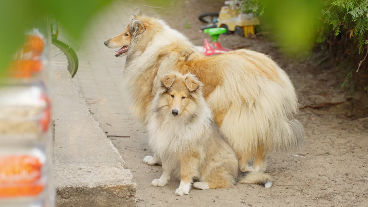 어린 새끼는 야만적으로 놀고 나서 개 엄마로부터 보호를 받습니다.