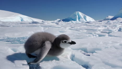 baby penguin on ice