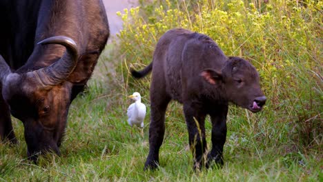 el búfalo y su hijo comen en la hierba acompañados de garcetas blancas