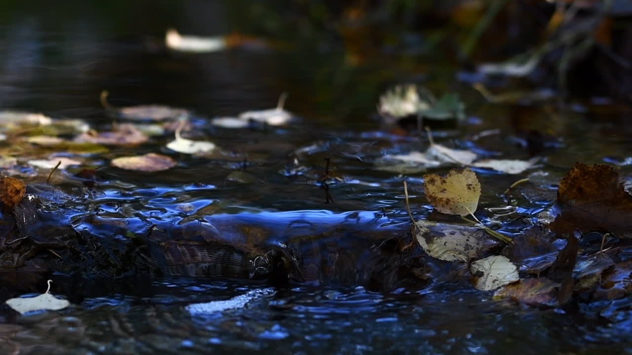 primer plano tranquilo en cámara lenta de un arroyo que fluye suavemente en otoño finlandés