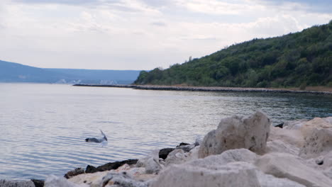 inspiring wide shot of a seagull raising up slowly and going down fast to catch a fish