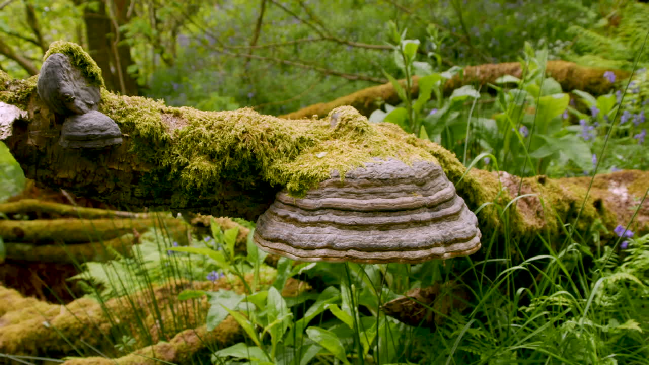 hongo de casco de caballo que crece en un tronco en descomposición en un entorno forestal, tiro de panorámica
