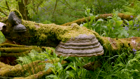 Horse's-hoof-fungus-growing-on-decaying-log-in-a-woodland-setting,-panning-shot