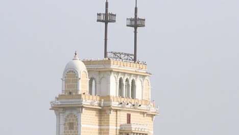 hermosos pájaros sentados en el borde del edificio