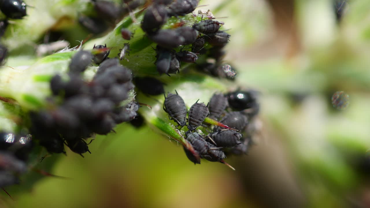 Many Black elderberry aphid group on leaves of trees. Sunny day in summer. Close up