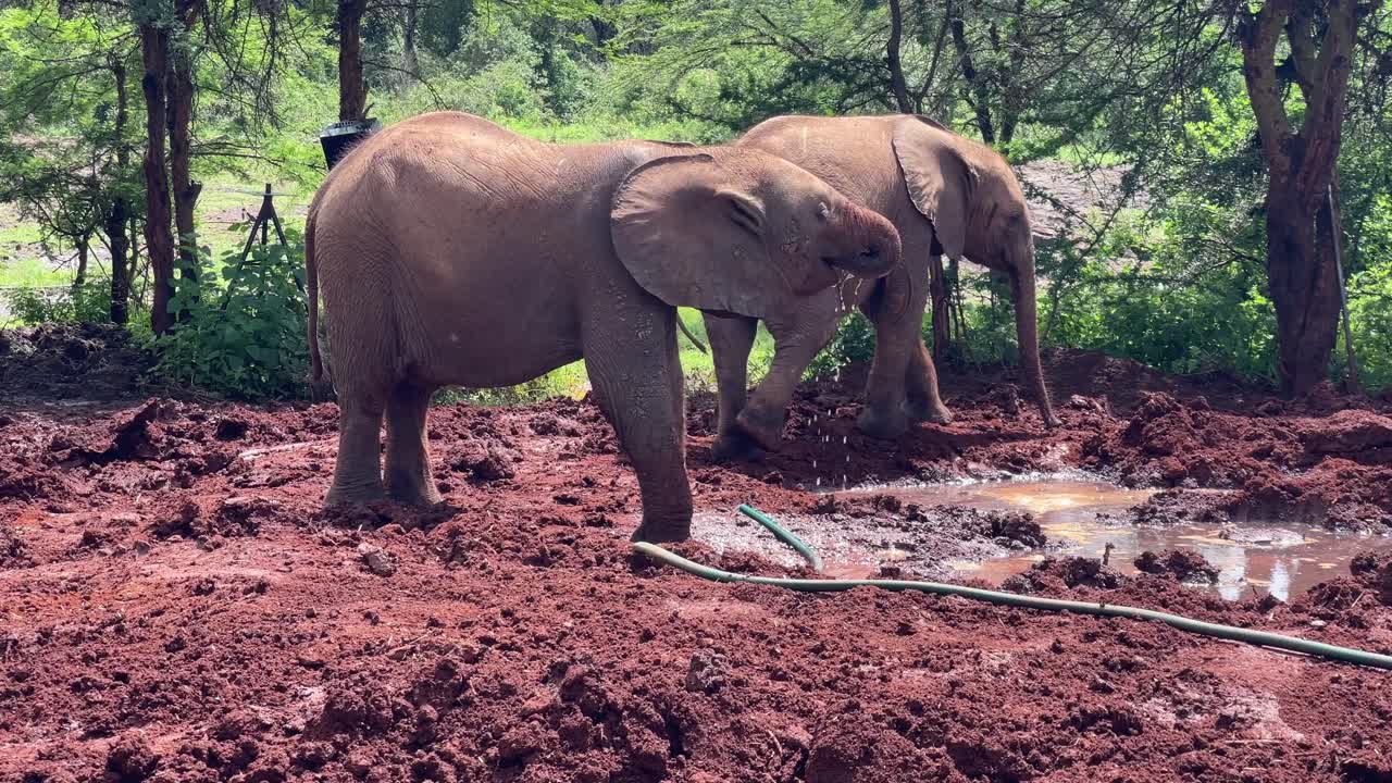 un elefante joven bebiendo agua de una manguera en nairobi, kenya