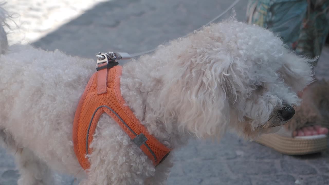 A white poodle wearing a dog harness