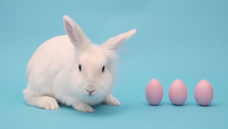 white cute easter bunny on a blue background. bunny sits with pink easter eggs