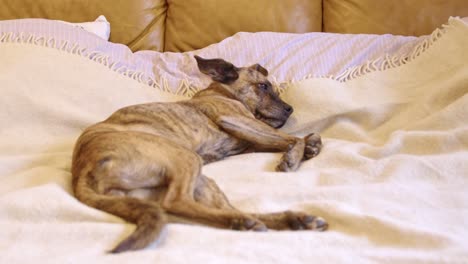 Lazy-dog-in-stripes,-peacefully-sleeping-on-a-cozy-bed