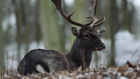 young deer resting peacefully in czech forest surrounded by serene snowy beauty