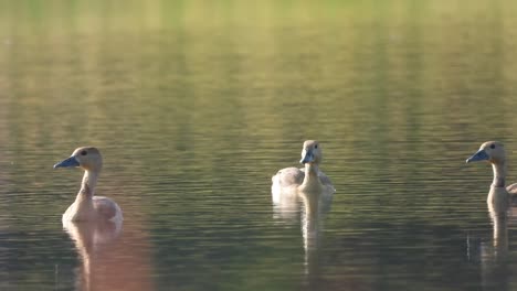 Pato-Silbador---Nadando-En-El-Agua