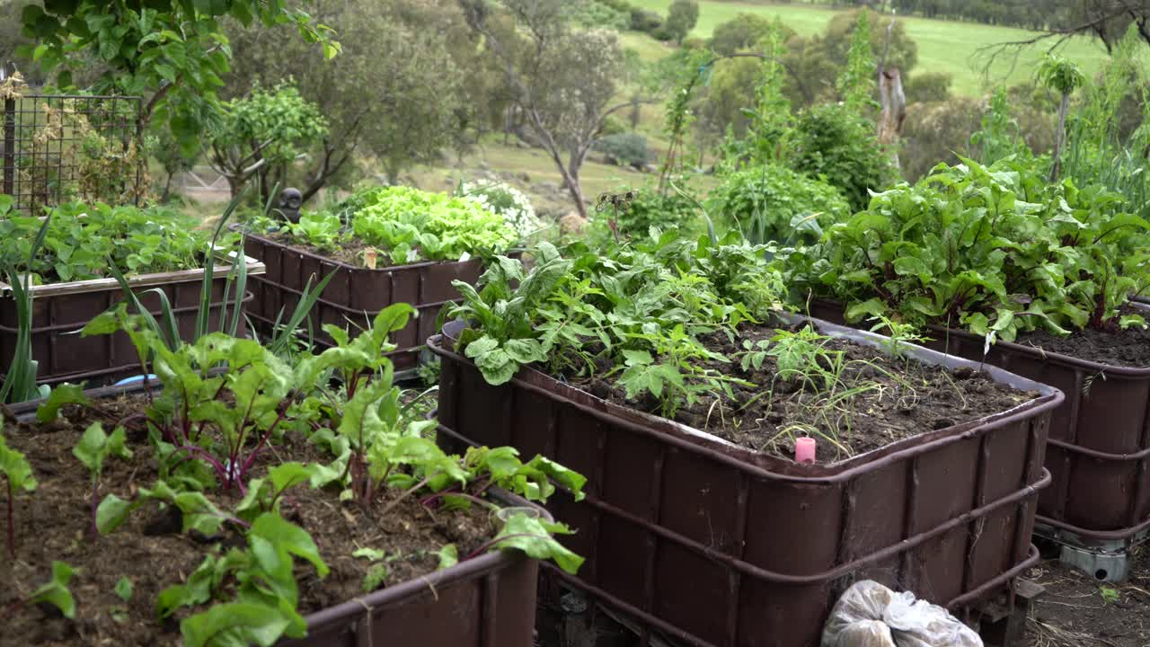 야채 재배 정원 밝은 녹색 무, 양상추, 시금치의 오른쪽 팬