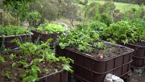 sartén a la derecha del jardín de hortalizas rábano verde brillante, lechuga y espinacas