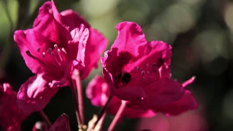 Rododendro-Hermosa-Flor-Y-Abejorro-Beben-Néctar-Abeja