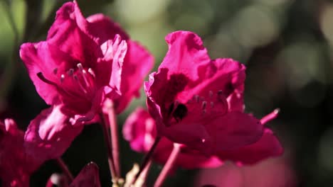 rhododendron beautiful flower and bumblebee drink nectar bee