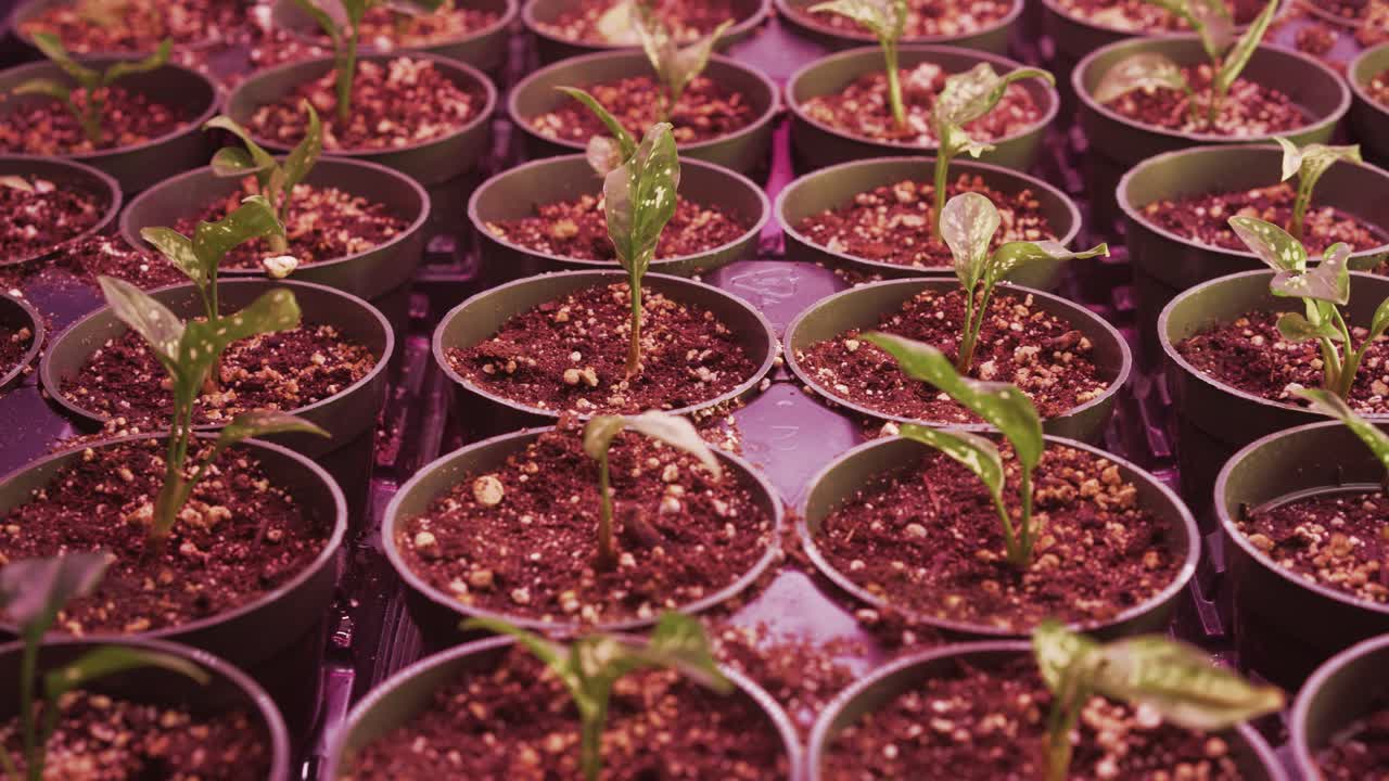 una vista panorámica de las plantas de potos en ollas de 4" dentro del invernadero
