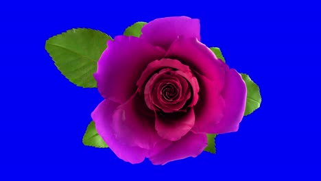 blooming pink rose flower with separating alpha channel mask in 4k