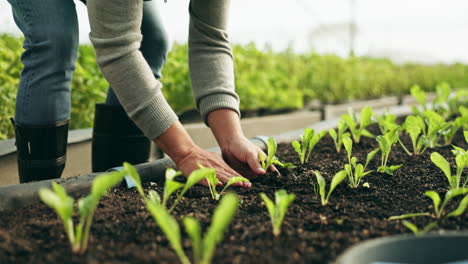 manos de los agricultores, plantas y agricultura