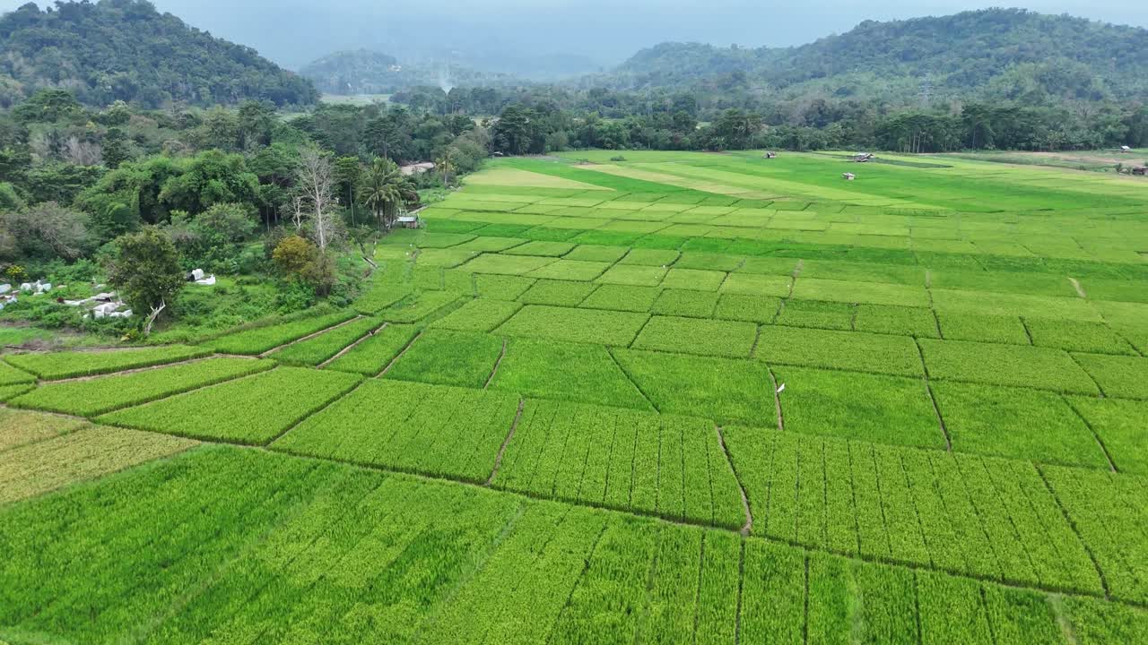 Drone che vola verso l'alto con la camera inclinata verso il basso su risaie verdi in 4K