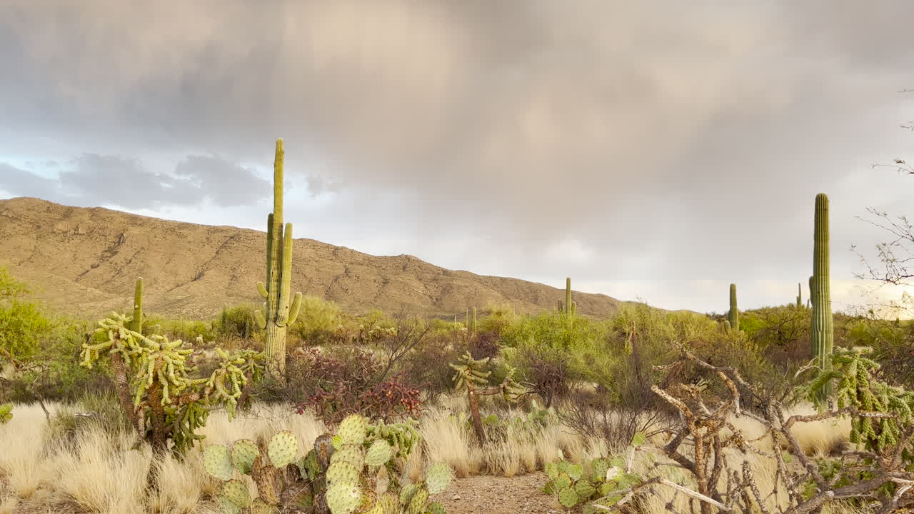 relámpago en la montaña detrás de saguaros en tucson arizona
