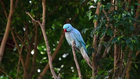 blue indian ringneck parakeet, psittacula krameri manillensis