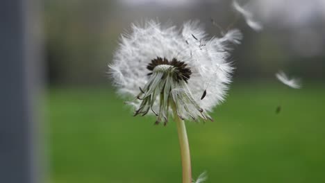 dandelion seed head