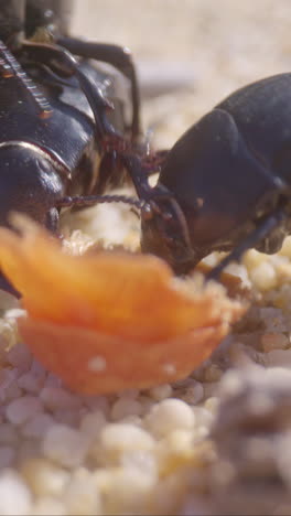 beetles eating filmed in vertical