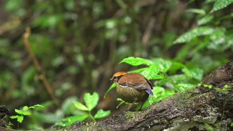 el pájaro pitta de bandas javanas está posado en un tronco de árbol