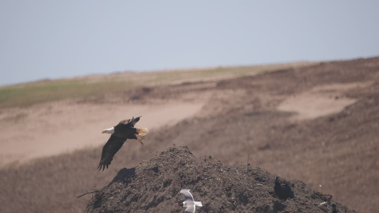 ⁇ 더미의 언덕 위에 있는 대머리 독수리는 느린 움직임으로 날아갑니다.
