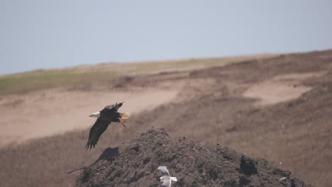 bald eagle on a dirt mound takes flight in slow motion