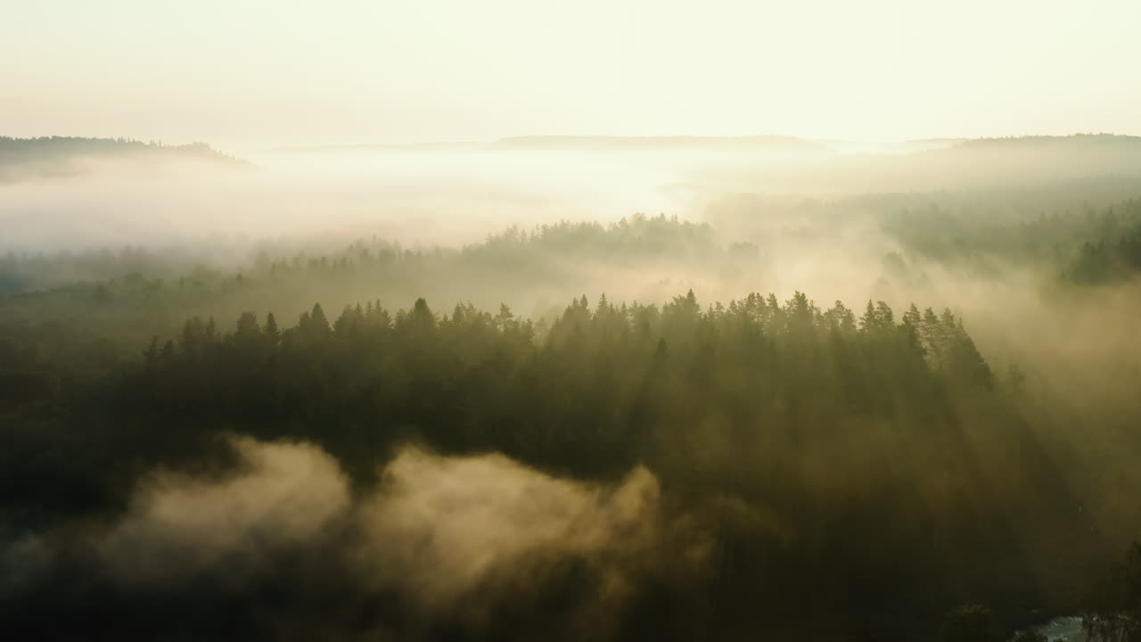 Tæt tåge over solbeskinnet skov om morgenen, følgende droneoptagelse.