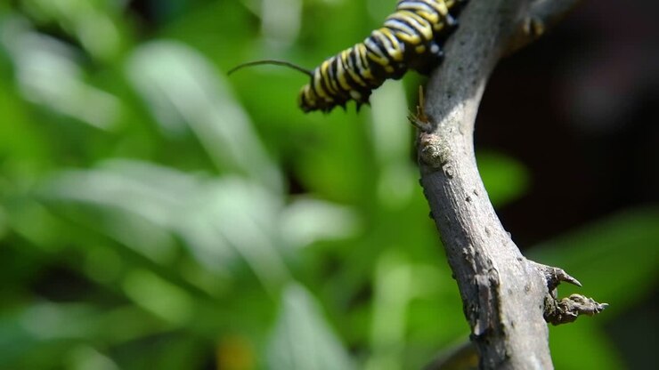 Witness the fascinating life stage of a Monarch caterpillar as it navigates a twig
