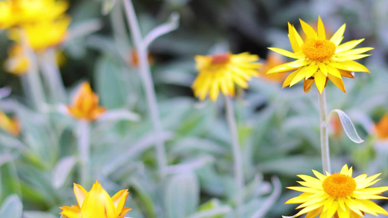 Fiori di paglia gialli ondeggiano dolcemente nella brezza