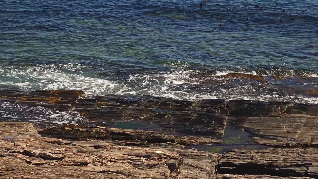 Costa rocciosa del Maine con grandi rocce di granito e anatre marine.