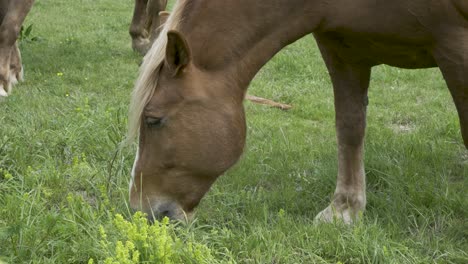 caballo marrón, bonito comiendo tranquilamente cabeza de hierba primer plano