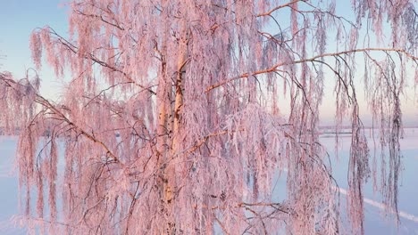 Majestic-birch-tree-covered-in-and-snow-and-lit-up-by-golden-sunset,-close-up-aerial-view