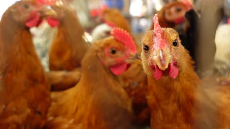 primer plano de los pollos