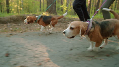 people walking dogs in a forest