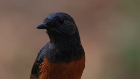 Tilting-its-head-and-turns-to-the-left-then-towards-the-right-and-around,-White-rumped-Shama-Copsychus-malabaricus,-Thailand