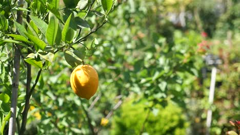 a close-up of a ripe lemon hanging from a tree branch