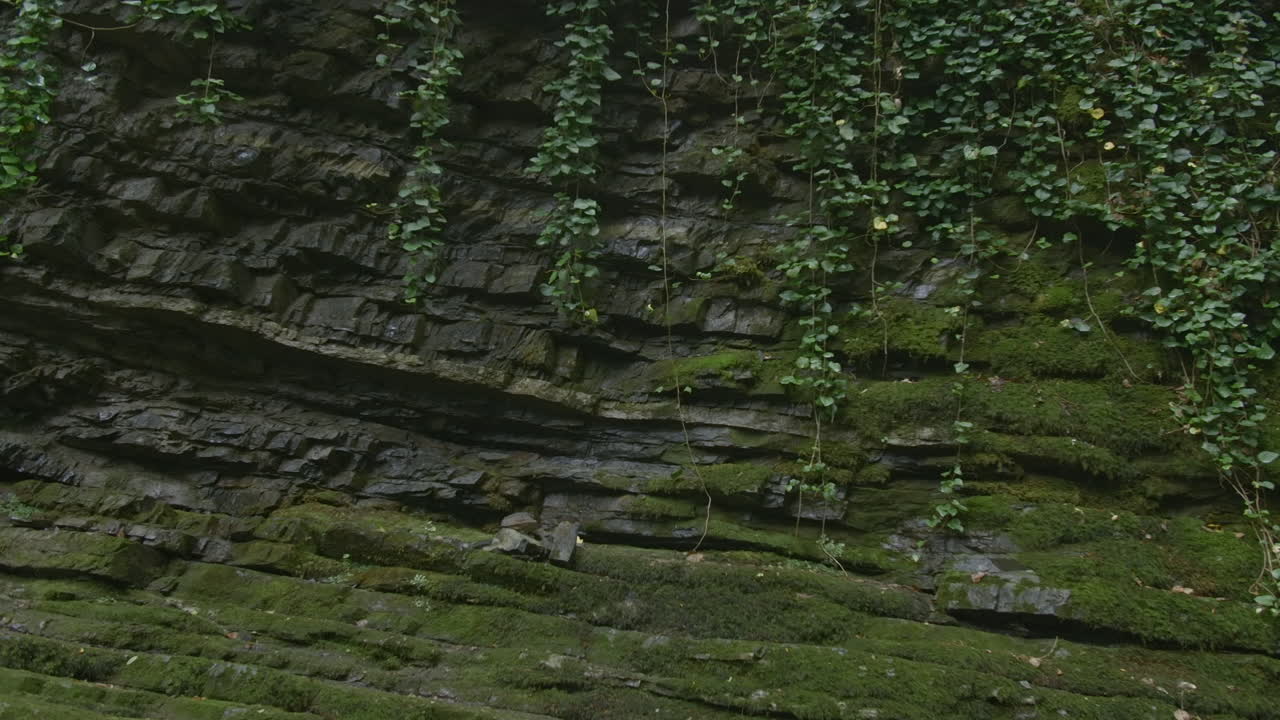 cara de roca en capas con musgo y hiedra