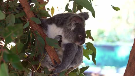 Un-Lindo-Koala-Soñando-Despierto-En-La-Bifurcación-Del-árbol,-Paseando-Por-Los-Alrededores,-Primer-Plano-De-Especies-Nativas-De-Vida-Silvestre-Australiana