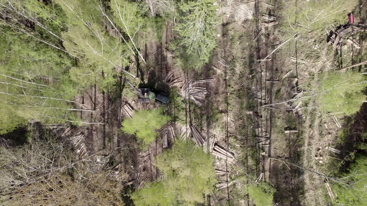 Top-down aerial of forest logging showing destruction of deforestation