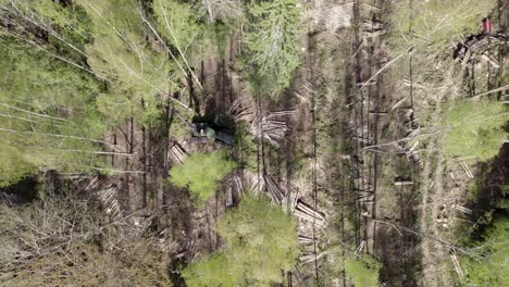 top-down aerial of forest logging showing destruction of deforestation