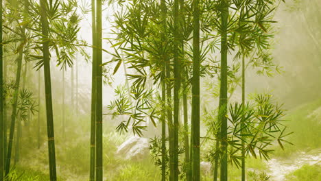 misty bamboo forest