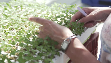 women checking tomato seed sprouts and writing down count